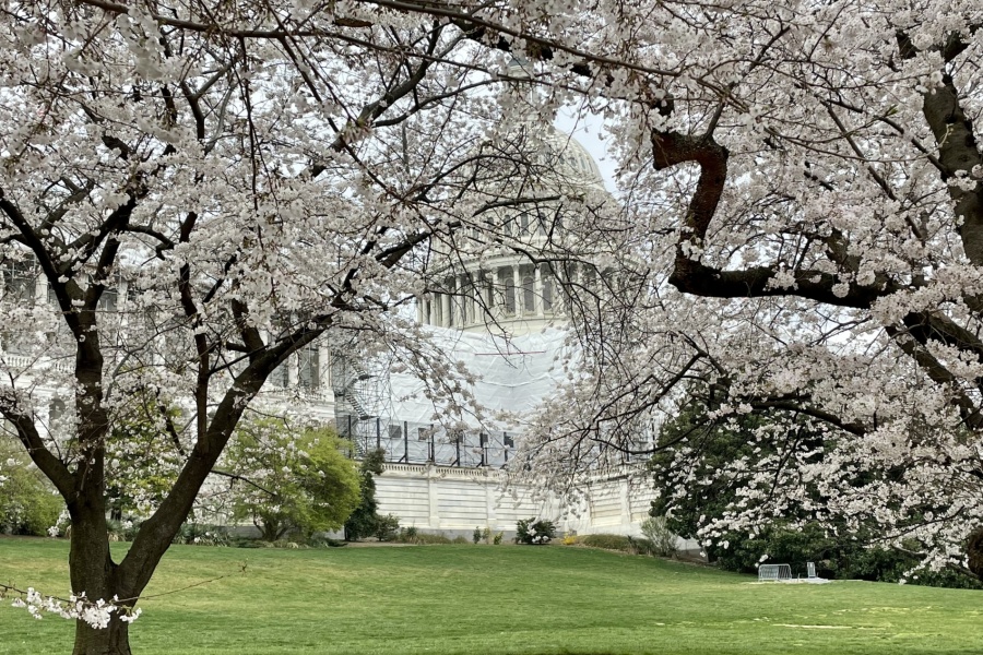 Hvite kirsebærtrær i full blomst rammer inn en kuppelformet bygning i bakgrunnen.