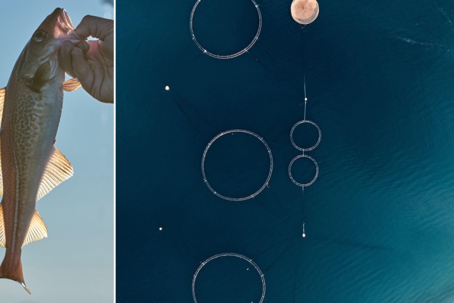 Kombinert bilde som viser en hånd som holder en torsk, og et oversiktsbilde av oppdrettsanlegg med flere runde merder i sjøen.