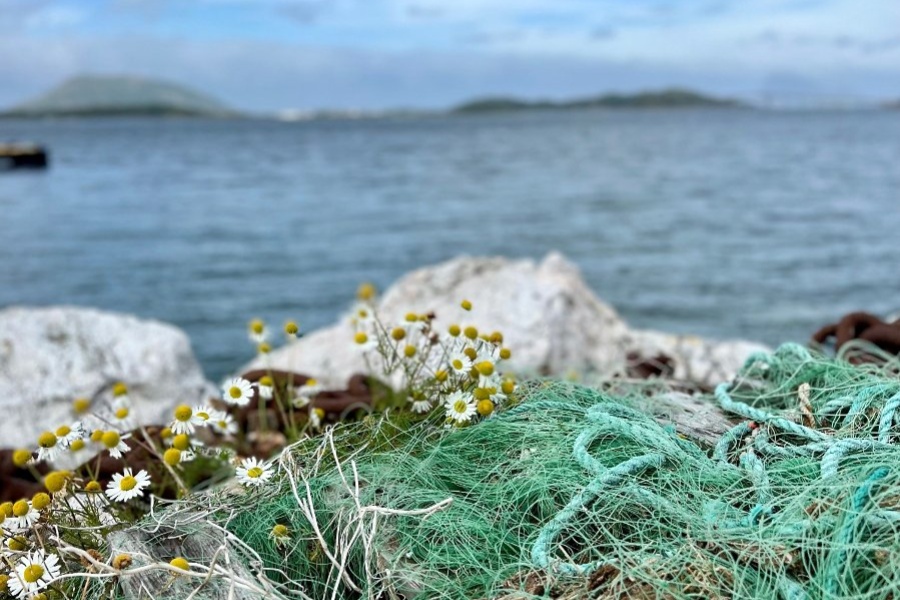 Grønt fiskegarn og små hvite blomster på steiner ved sjøen, med hav og øyer i bakgrunnen under en blå himmel.