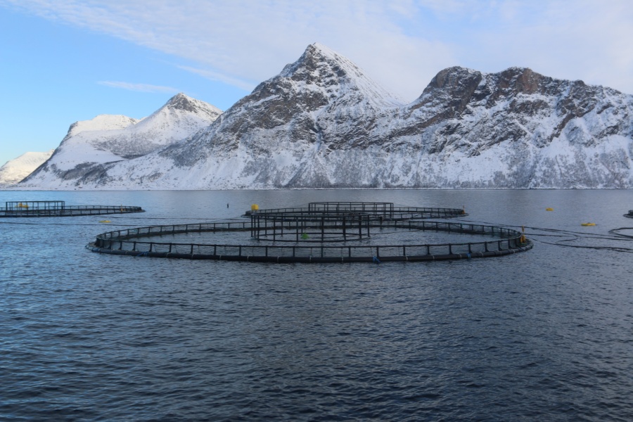 Oppdrettsanlegg med flere runde merder i sjøen, omgitt av snødekte fjell under blå himmel.