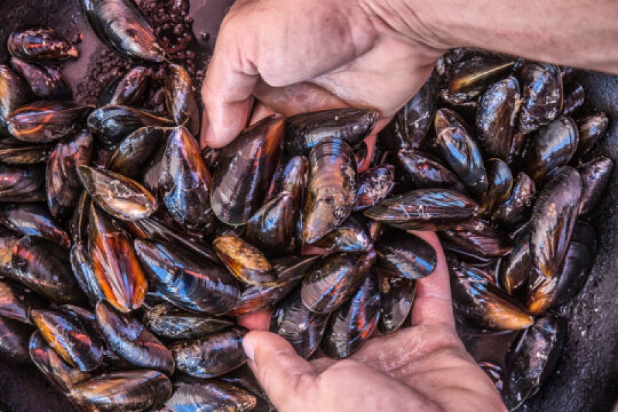 To hender holder ferske blåskjell over en haug med nyhøstede skjell. Skjellene har mørkeblå og brunlige nyanser med en blank overflate, typisk for nyplukkede blåskjell fra sjøen.