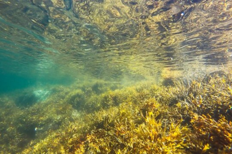 Undervannsbilde av en kystnær tareskog badet i sollys. Gule og grønne tangplanter dekker havbunnen, mens vannoverflaten over reflekterer lyset i bølgende mønstre.