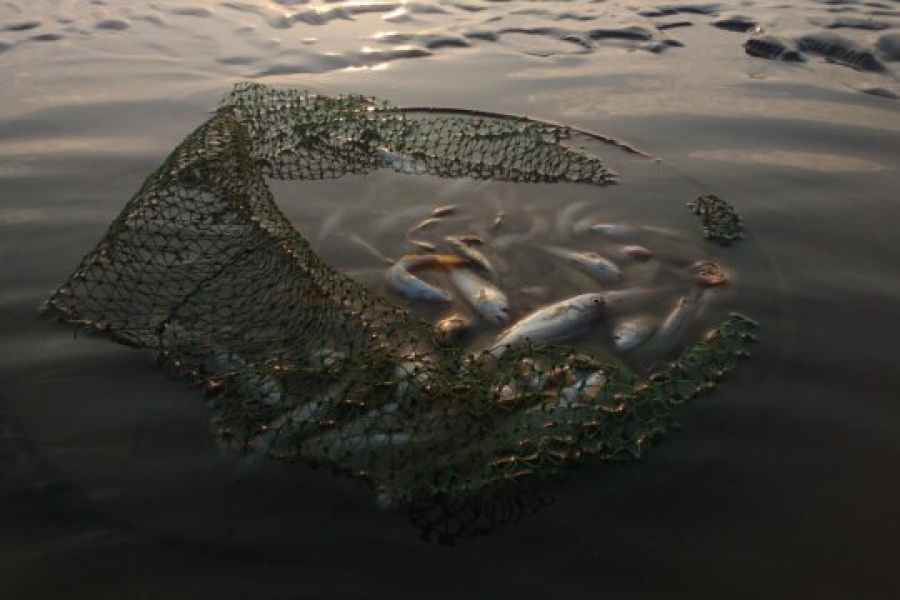 En ødelagt fiskegarnpose flyter i vannet med flere fisk fanget inni. Sollyset reflekteres svakt i vannoverflaten, og stemningen er rolig men melankolsk.