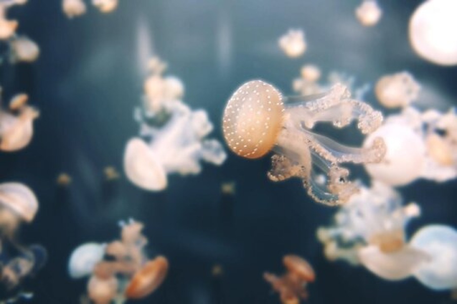 Flere små maneter flyter elegant i vannet. Den nærmeste maneten har en gjennomsiktig kropp med små hvite prikker på toppen, og tentakler som beveger seg mykt i det blålige vannet.