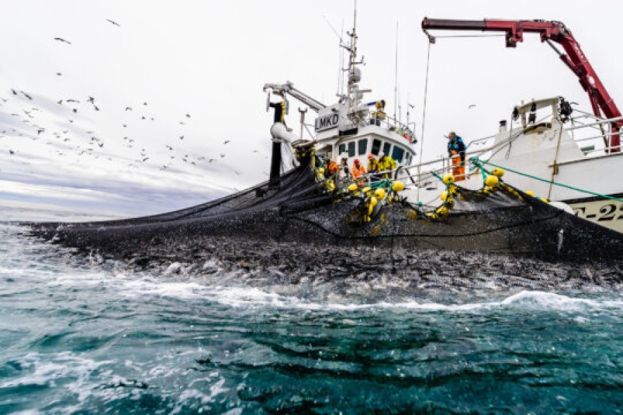 Fiskebåt med mannskap trekker inn et stort not med fangst fra havet. Flere personer i gule og oransje regnklær arbeider på dekk, mens måker flyr over båten på jakt etter fisk. Havet er urolig og fylt med bevegelse.