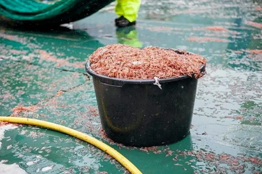 Krill i en stor bøtte