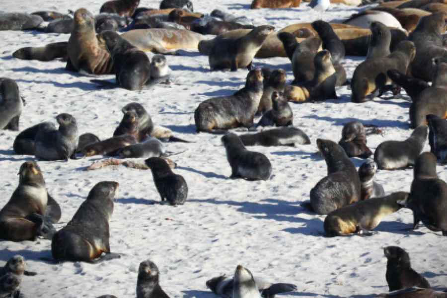 Front page of the magazine Nature. Seals on a beach. 