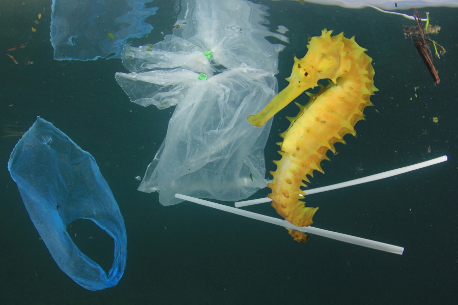 n gul sjøhest svømmer blant plastavfall, inkludert poser og sugerør, i havet.