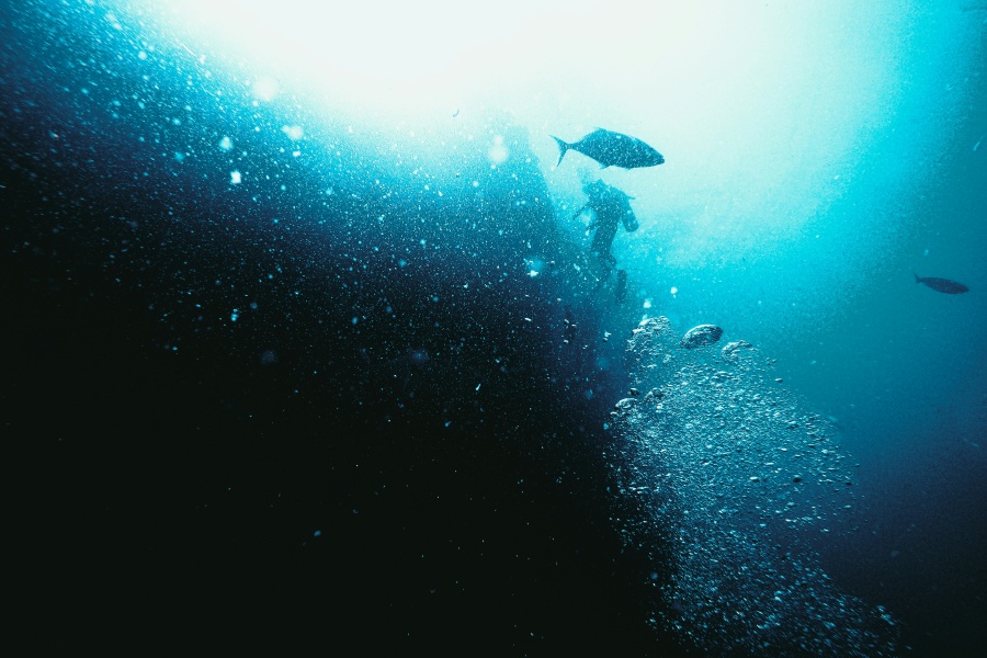 Underwater photo with two fish. 