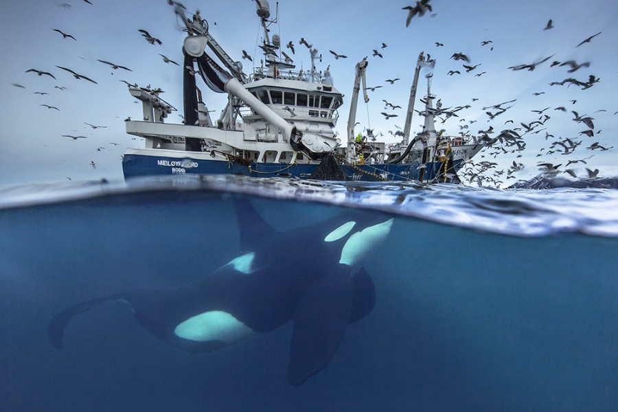 Spekkhoggere svømmer under en fiskebåt omgitt av måker, sett både over og under vannoverflaten i et delt bilde.