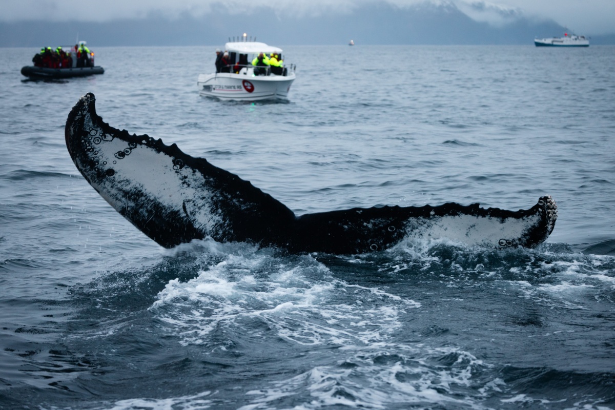 Hvalhale stikker opp av havet med båter i bakgrunnen.