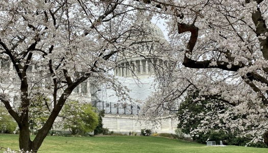 Hvite kirsebærtrær i full blomst rammer inn en kuppelformet bygning i bakgrunnen.