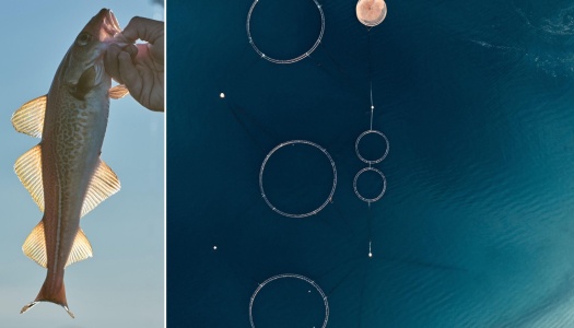 Kombinert bilde som viser en hånd som holder en torsk, og et oversiktsbilde av oppdrettsanlegg med flere runde merder i sjøen.