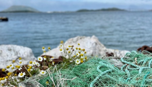 Grønt fiskegarn og små hvite blomster på steiner ved sjøen, med hav og øyer i bakgrunnen under en blå himmel.