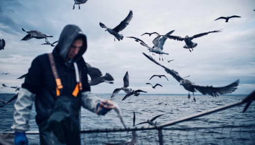 Fisker i regntøy står på en båt mens han holder fisk, omgitt av en stor flokk måker over havet en overskyet dag.