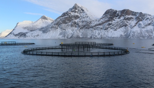 Oppdrettsanlegg med flere runde merder i sjøen, omgitt av snødekte fjell under blå himmel.