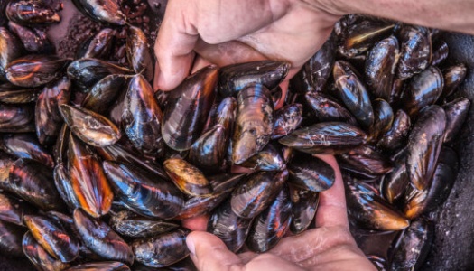 To hender holder ferske blåskjell over en haug med nyhøstede skjell. Skjellene har mørkeblå og brunlige nyanser med en blank overflate, typisk for nyplukkede blåskjell fra sjøen.