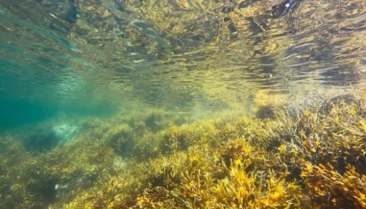 Undervannsbilde av en kystnær tareskog badet i sollys. Gule og grønne tangplanter dekker havbunnen, mens vannoverflaten over reflekterer lyset i bølgende mønstre.