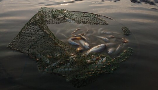 En ødelagt fiskegarnpose flyter i vannet med flere fisk fanget inni. Sollyset reflekteres svakt i vannoverflaten, og stemningen er rolig men melankolsk.