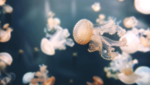 Flere små maneter flyter elegant i vannet. Den nærmeste maneten har en gjennomsiktig kropp med små hvite prikker på toppen, og tentakler som beveger seg mykt i det blålige vannet.