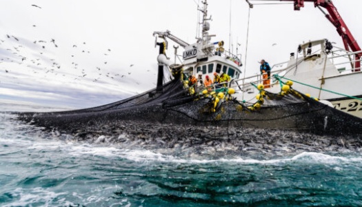Fiskebåt med mannskap trekker inn et stort not med fangst fra havet. Flere personer i gule og oransje regnklær arbeider på dekk, mens måker flyr over båten på jakt etter fisk. Havet er urolig og fylt med bevegelse.