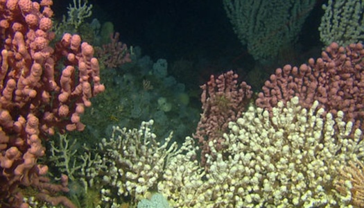 Undervannsbilde av fargerike kaldtvannskoraller i rødlige, lilla og hvite nyanser. Korallene danner tette kolonier på havbunnen og illustrerer det biologiske mangfoldet i norske havområder.
