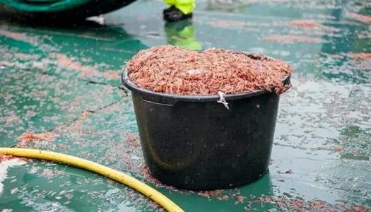 Krill i en stor bøtte