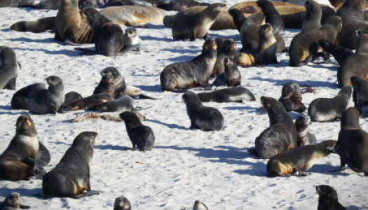 Front page of the magazine Nature. Seals on a beach. 