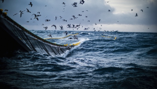 Store bølger på åpent hav med et fiskegarn i vannet og mange måker som flyr over.
