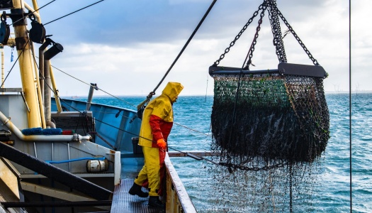 Fisker i gul og rød oljehyre arbeider om bord på fiskebåt mens fangst heves i nett over dekk på åpent hav.