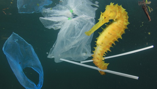 n gul sjøhest svømmer blant plastavfall, inkludert poser og sugerør, i havet.