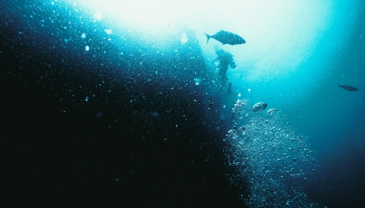 Underwater photo with two fish. 