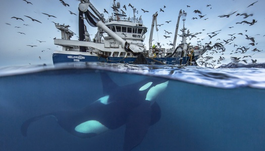 Spekkhoggere svømmer under en fiskebåt omgitt av måker, sett både over og under vannoverflaten i et delt bilde.