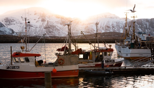 Fiskebåter i havn