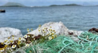 Grønt fiskegarn og små hvite blomster på steiner ved sjøen, med hav og øyer i bakgrunnen under en blå himmel.