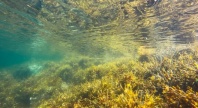 Undervannsbilde av en kystnær tareskog badet i sollys. Gule og grønne tangplanter dekker havbunnen, mens vannoverflaten over reflekterer lyset i bølgende mønstre.