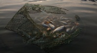 En ødelagt fiskegarnpose flyter i vannet med flere fisk fanget inni. Sollyset reflekteres svakt i vannoverflaten, og stemningen er rolig men melankolsk.