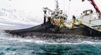 Fiskebåt med mannskap trekker inn et stort not med fangst fra havet. Flere personer i gule og oransje regnklær arbeider på dekk, mens måker flyr over båten på jakt etter fisk. Havet er urolig og fylt med bevegelse.