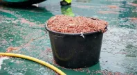 Krill i en stor bøtte