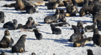 Front page of the magazine Nature. Seals on a beach. 