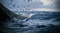 Store bølger på åpent hav med et fiskegarn i vannet og mange måker som flyr over.