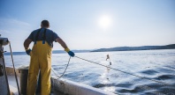 En fisker i gule oljehyrer og blå hansker trekker inn et fiskegarn fra båten på åpent hav under solskinn.