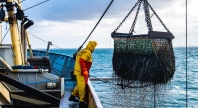 Fisker i gul og rød oljehyre arbeider om bord på fiskebåt mens fangst heves i nett over dekk på åpent hav.