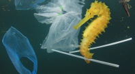 n gul sjøhest svømmer blant plastavfall, inkludert poser og sugerør, i havet.