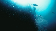 Underwater photo with two fish. 