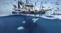 Spekkhoggere svømmer under en fiskebåt omgitt av måker, sett både over og under vannoverflaten i et delt bilde.
