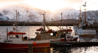 Fiskebåter i havn